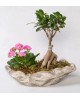 Dekoratif Saksıda Ficus Gingsey Bonsai ve Kalanchoe